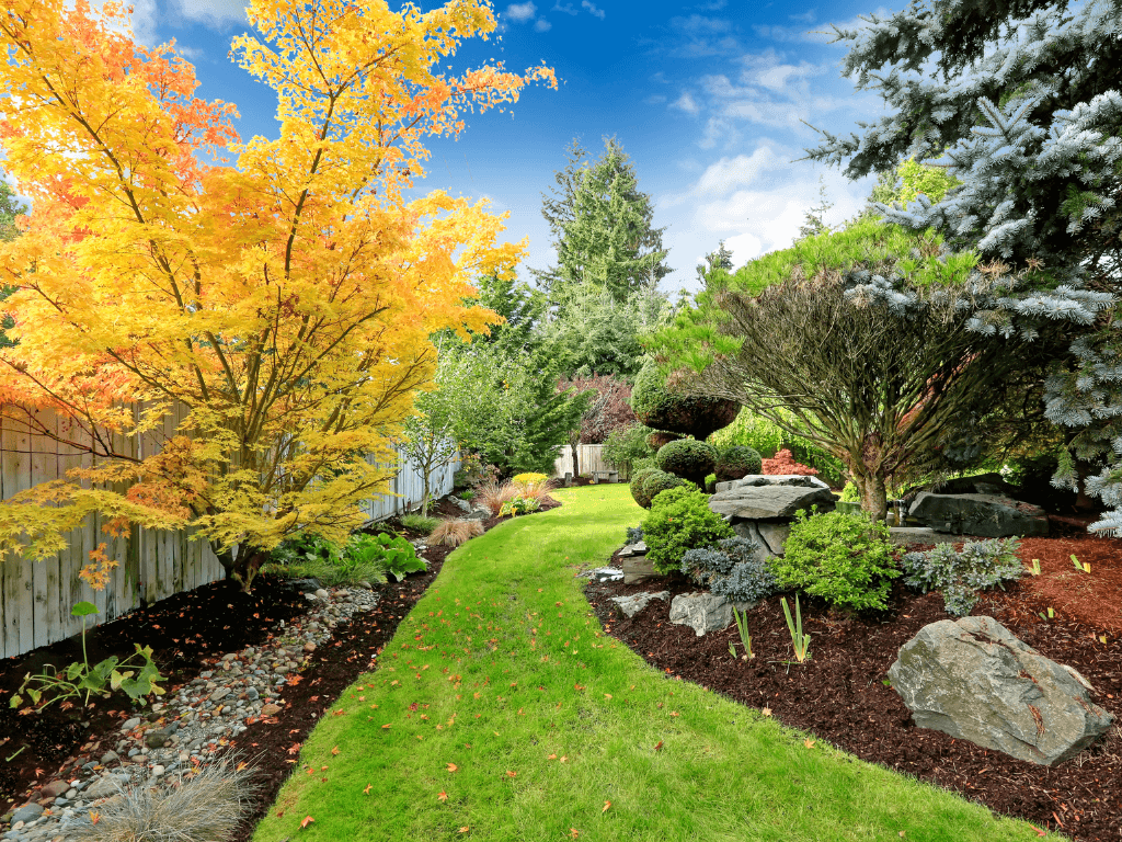 yard landscape